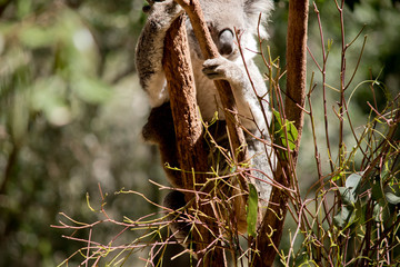 the mother joey has her baby on her stomach