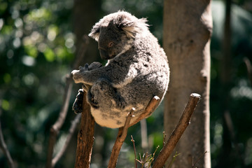 the koala is sitting in the fork of the tree