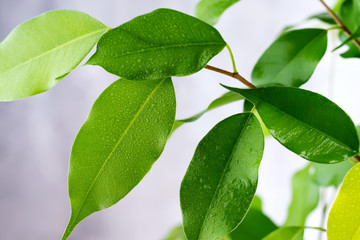 Beautiful green leaf with drops of water on gray background