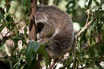 the koala is sitting in the fork of the tree