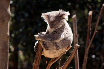 the koala is sitting in the fork of the tree