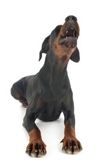 doberman pinscher in studio