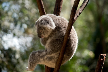 the koala is sitting in the fork of the tree