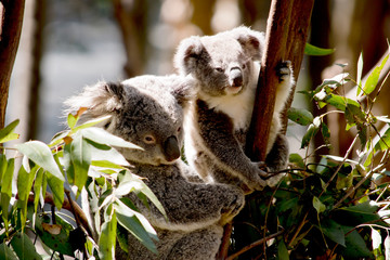 the joey koala is  next to his mother