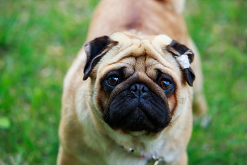 pug dog breed