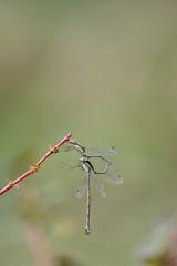 オオアオイトトンボ　移精