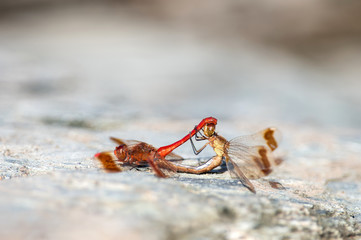 ミヤマアカネ　交尾