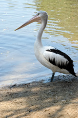 this is a side view of an Australian pelican