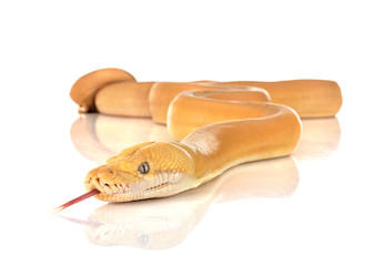 Reticulated python in studio