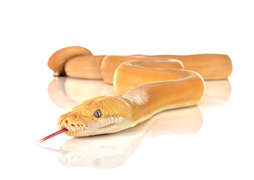Reticulated python in studio