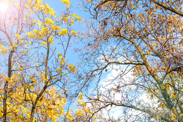 Autumn branch with beech leaves decorate beautiful nature bokeh background copy space Place for text Hello autumn, september, october, november, nature concept Rustic style