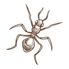 Ant insect top view hand drawn sketch illustration