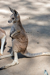 Naklejka na ściany i meble the joey red kangaroo is standing up