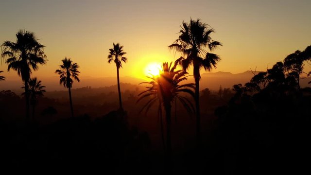 Aerial shot of a row of palm trees at Sunset