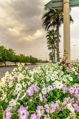 lots of white and purple colorful flowers on the middle of city street and palm trees in the background in a beautiful cloudy day and running traffic 