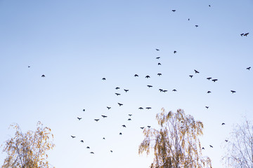 Crows flying across the sky as background