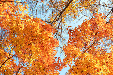 Autumn branch with beech leaves decorate beautiful nature bokeh background copy space Place for text Hello autumn, september, october, november, nature concept Rustic style