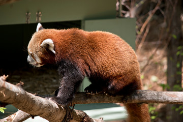 this is a side view of a red panda