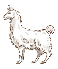 Llama animal standing side view hand drawn sketch illustration © Sonulkaster