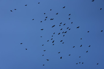 Crows flying across the sky as background