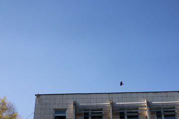 A crow flies through the sky above a building