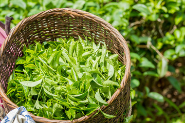 Obraz premium Fresh green tea leaves in bamboo basket at tea plantation in northern of Thailand