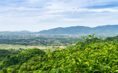 Fototapeta na wymiar Close up of fresh green tea leaves growing on hill at tea plantation