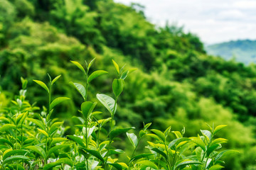 Close up of fresh green tea leaves growing on hill at tea plantation