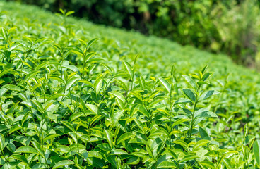 Close up of fresh green tea leaves growing on hill at tea plantation