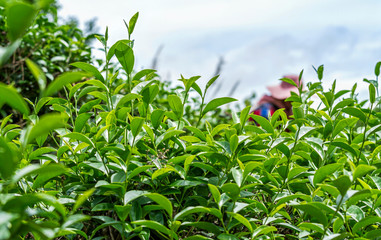 Close up of fresh green tea leaves growing on hill at tea plantation