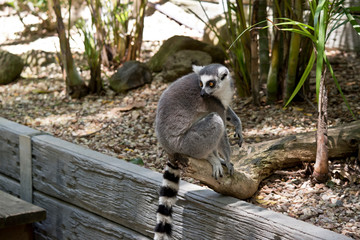the ring tail lemur is resting on a wall