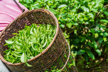 Tea worker picking tea leaves in tea plantation at northern of Thailan