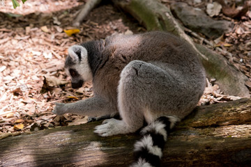 this is a side view of a ring tailed lemur