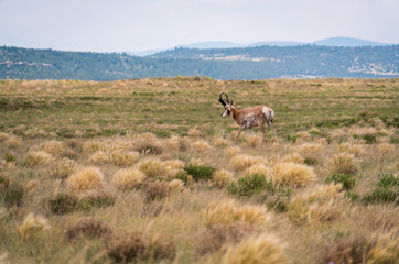 Pronghorn at Fort Union National Monument