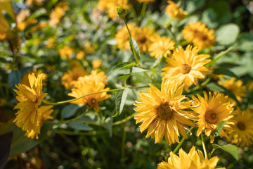 Yellow daisies