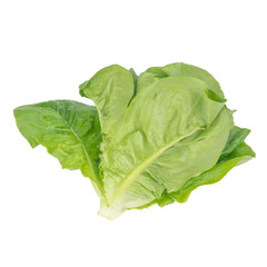 Butterhead Lettuce (Lactuca sativa L. ) isolated on white background.Food ingredients in salads or Healthy food concept for weight loss Grown in hydroponics systems.