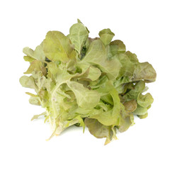 Red Oak Lettuce or Green Oak Lettuce (Lactuca sativa) isolated on white background.Food ingredients in salads or Healthy food concept for weight loss Grown in hydroponics systems.