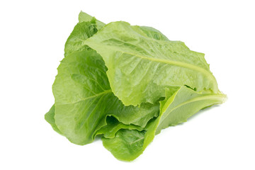 Obraz premium Cos Lettuce or Romaine Lettuce (Lactuca sativa L. var. longifolia) isolated on white background.Food ingredients in salads or Healthy food concept for weight loss Grown in hydroponics systems.