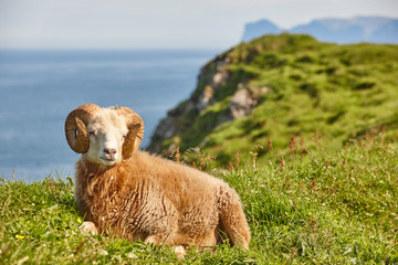 Sheep lamb grazing on the Faroe islands green meadows © h368k742