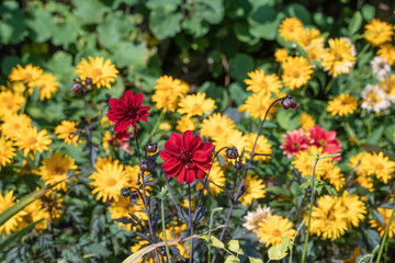 Field of wild red and yellow flowers