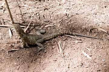 this is a side view of an water dragon