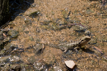 the water dragon walked through water on the ground