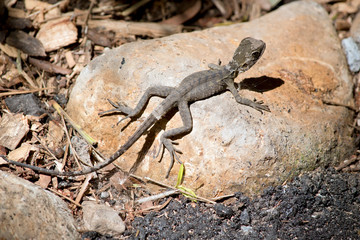 the water dragon is climbing on a rock