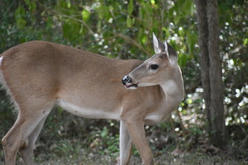 deer in the forest