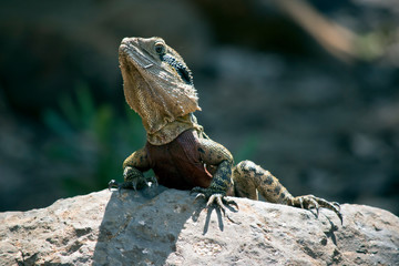 this is a close up of a water dragon lizard