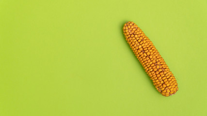 Dry yellow ear of corn, cereal vegetables, isolate on green background close-up. Decoration element with copy space.