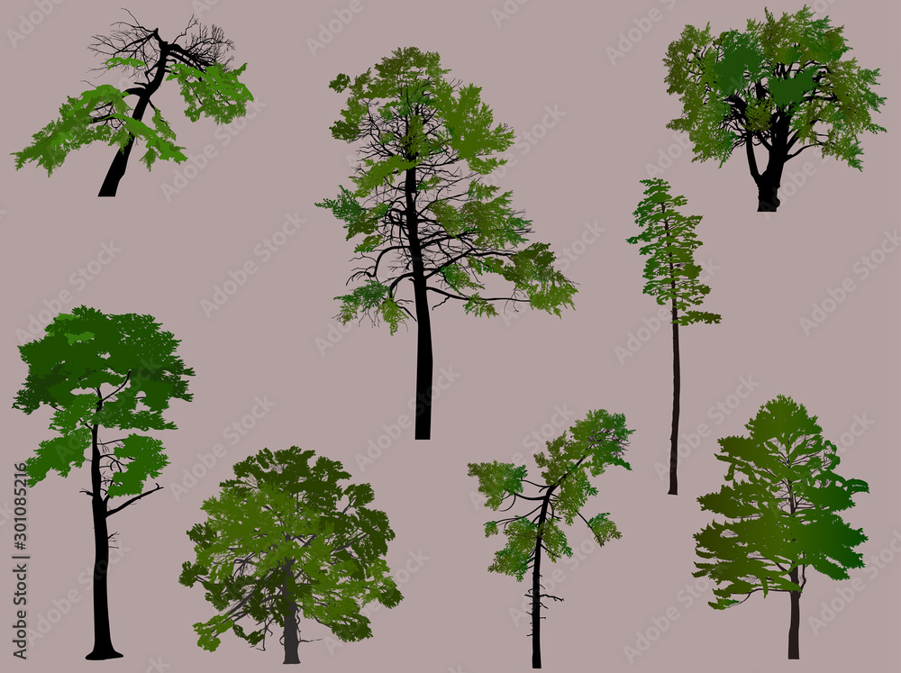 Wall mural eight evergreen trees set isolated on light background