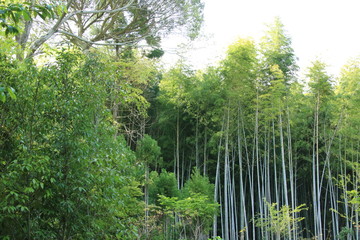 Fototapeta premium 京都 祇王寺の竹林
