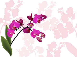 Fototapeta na wymiar purple orchid branch on light floral background