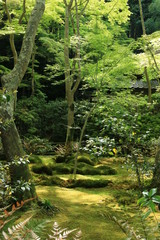 京都　祇王寺の苔庭